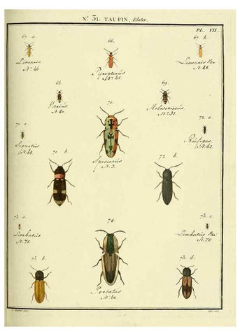 Reproducción/Reproduction 8112685933: Entomologie, ou, Histoire naturelle des insectes :. A Paris :De l'Imprimerie de Baudoin,1789-1808.