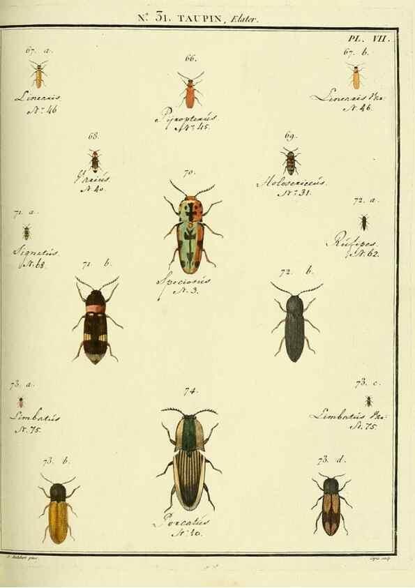 Reproducción/Reproduction 8112685933: Entomologie, ou, Histoire naturelle des insectes :. A Paris :De l'Imprimerie de Baudoin,1789-1808.