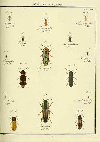 Reproducción/Reproduction 8112685933: Entomologie, ou, Histoire naturelle des insectes :. A Paris :De l'Imprimerie de Baudoin,1789-1808.