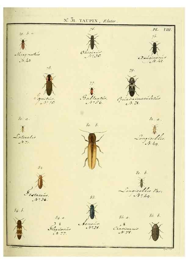Reproducción/Reproduction 8112686505: Entomologie, ou, Histoire naturelle des insectes :. A Paris :De l'Imprimerie de Baudoin,1789-1808.