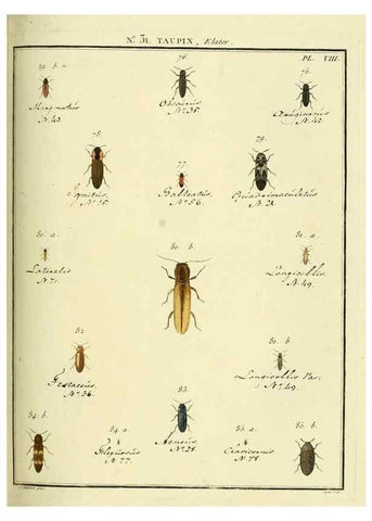 Reproducción/Reproduction 8112686505: Entomologie, ou, Histoire naturelle des insectes :. A Paris :De l'Imprimerie de Baudoin,1789-1808.