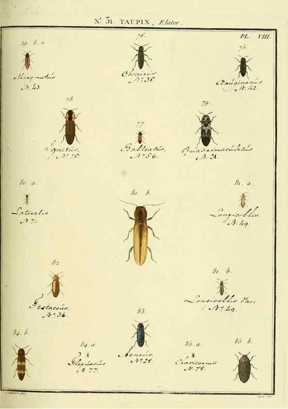 Reproducción/Reproduction 8112686505: Entomologie, ou, Histoire naturelle des insectes :. A Paris :De l'Imprimerie de Baudoin,1789-1808.