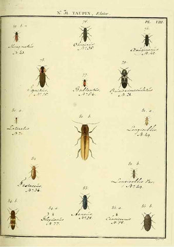 Reproducción/Reproduction 8112686505: Entomologie, ou, Histoire naturelle des insectes :. A Paris :De l'Imprimerie de Baudoin,1789-1808.