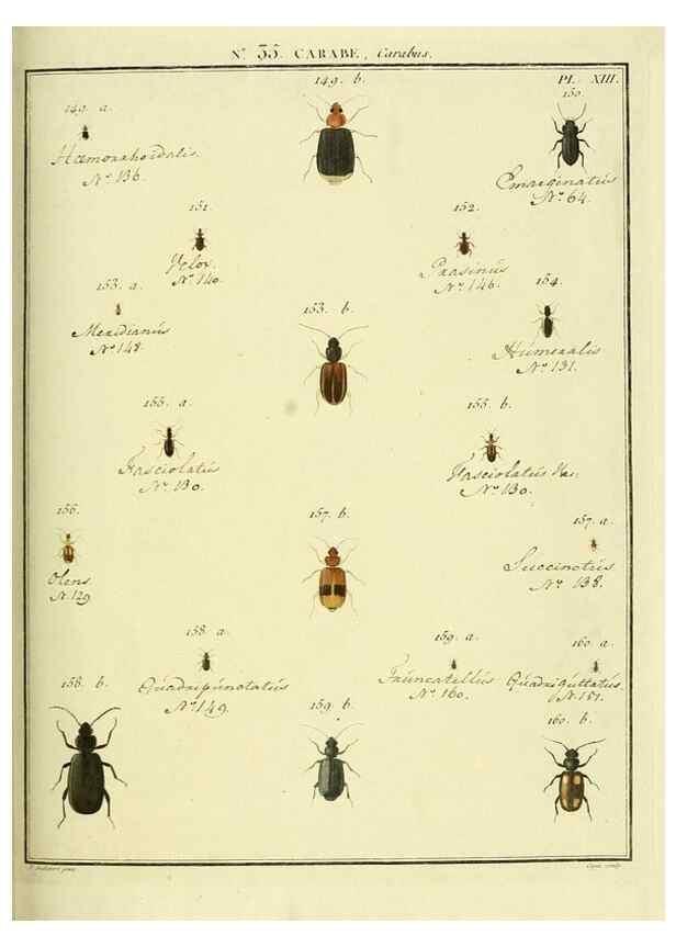Reproducción/Reproduction 8112708488: Entomologie, ou, Histoire naturelle des insectes :. A Paris :De l'Imprimerie de Baudoin,1789-1808.