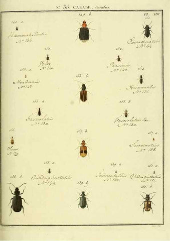 Reproducción/Reproduction 8112708488: Entomologie, ou, Histoire naturelle des insectes :. A Paris :De l'Imprimerie de Baudoin,1789-1808.