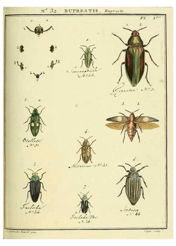 Reproducción/Reproduction 8112686935: Entomologie, ou, Histoire naturelle des insectes :. A Paris :De l'Imprimerie de Baudoin,1789-1808.