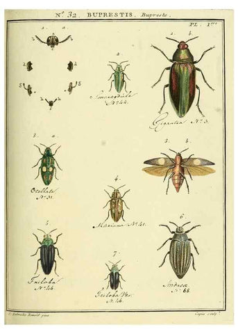 Reproducción/Reproduction 8112686935: Entomologie, ou, Histoire naturelle des insectes :. A Paris :De l'Imprimerie de Baudoin,1789-1808.