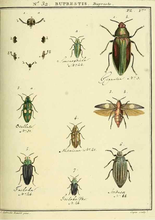 Reproducción/Reproduction 8112686935: Entomologie, ou, Histoire naturelle des insectes :. A Paris :De l'Imprimerie de Baudoin,1789-1808.