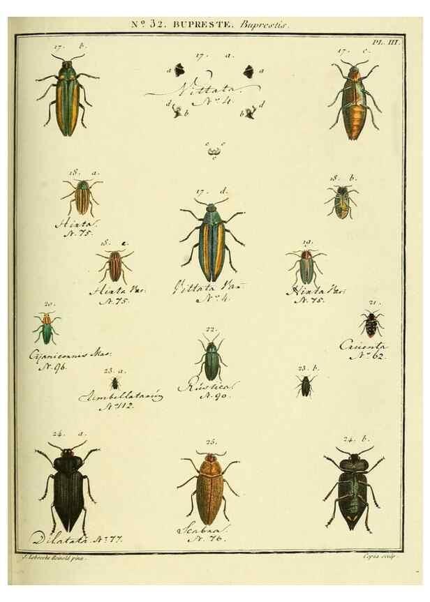 Reproducción/Reproduction 8112697036: Entomologie, ou, Histoire naturelle des insectes :. A Paris :De l'Imprimerie de Baudoin,1789-1808.