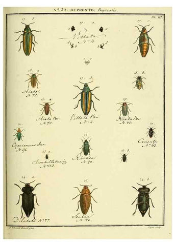 Reproducción/Reproduction 8112697036: Entomologie, ou, Histoire naturelle des insectes :. A Paris :De l'Imprimerie de Baudoin,1789-1808.