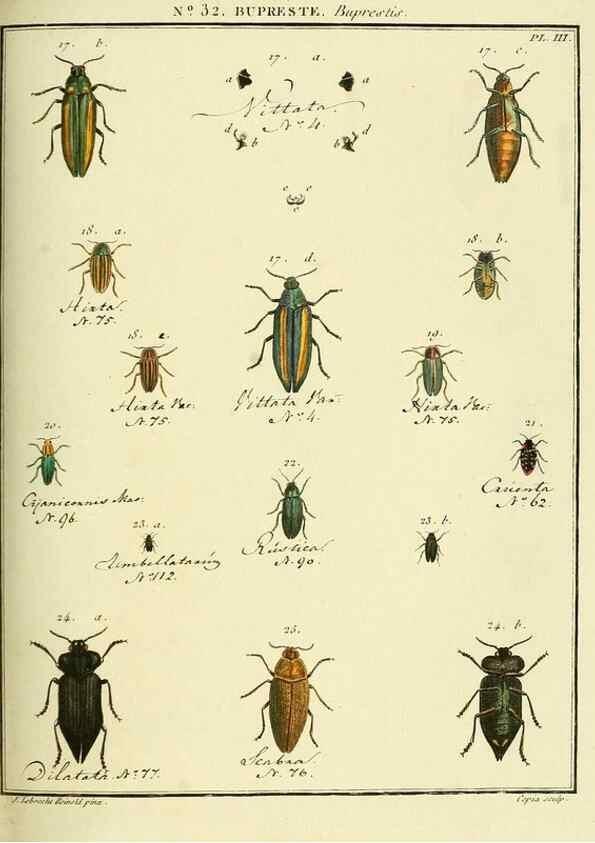Reproducción/Reproduction 8112697036: Entomologie, ou, Histoire naturelle des insectes :. A Paris :De l'Imprimerie de Baudoin,1789-1808.