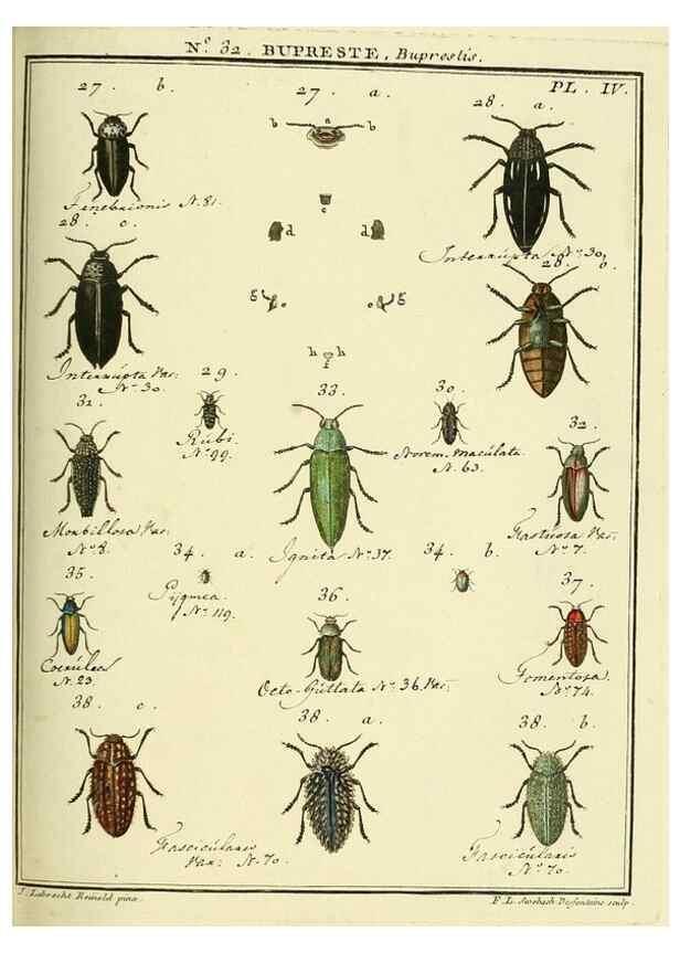 Reproducción/Reproduction 8112697458: Entomologie, ou, Histoire naturelle des insectes :. A Paris :De l'Imprimerie de Baudoin,1789-1808.