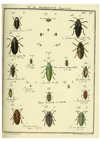 Reproducción/Reproduction 8112697458: Entomologie, ou, Histoire naturelle des insectes :. A Paris :De l'Imprimerie de Baudoin,1789-1808.