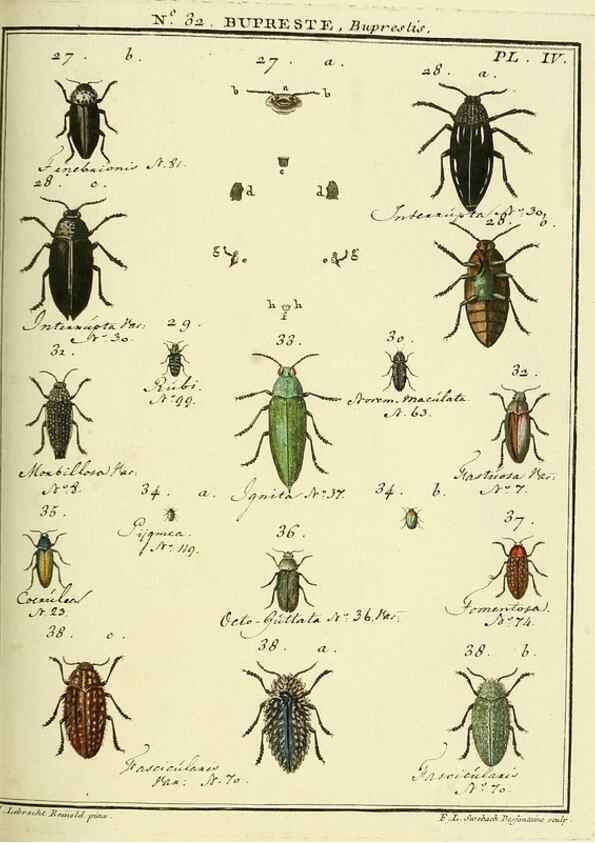 Reproducción/Reproduction 8112697458: Entomologie, ou, Histoire naturelle des insectes :. A Paris :De l'Imprimerie de Baudoin,1789-1808.