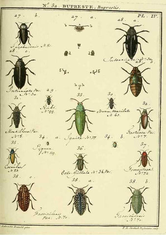 Reproducción/Reproduction 8112697458: Entomologie, ou, Histoire naturelle des insectes :. A Paris :De l'Imprimerie de Baudoin,1789-1808.