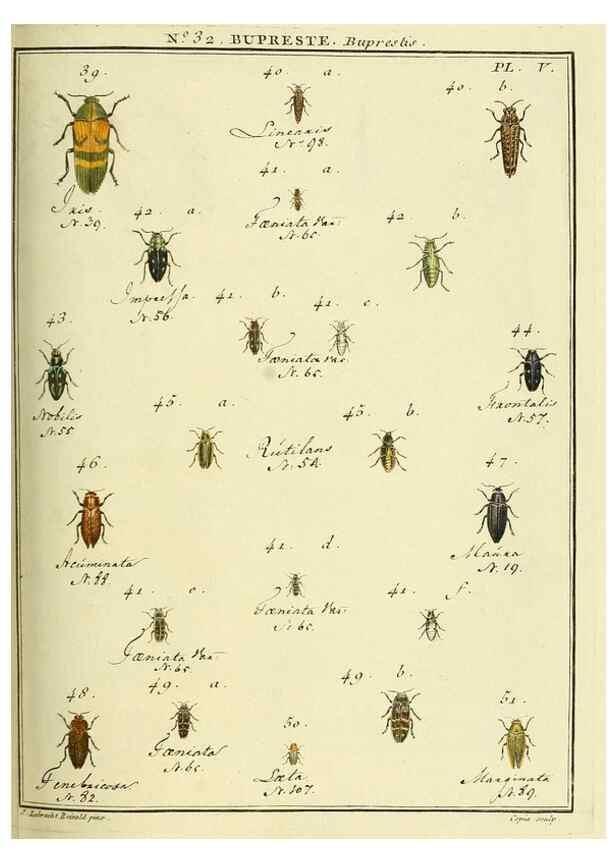 Reproducción/Reproduction 8112688541: Entomologie, ou, Histoire naturelle des insectes :. A Paris :De l'Imprimerie de Baudoin,1789-1808.