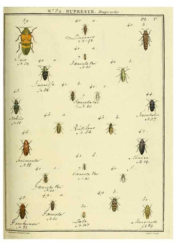 Reproducción/Reproduction 8112688541: Entomologie, ou, Histoire naturelle des insectes :. A Paris :De l'Imprimerie de Baudoin,1789-1808.