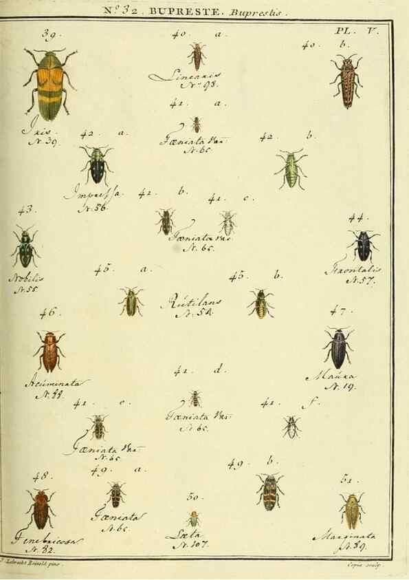 Reproducción/Reproduction 8112688541: Entomologie, ou, Histoire naturelle des insectes :. A Paris :De l'Imprimerie de Baudoin,1789-1808.