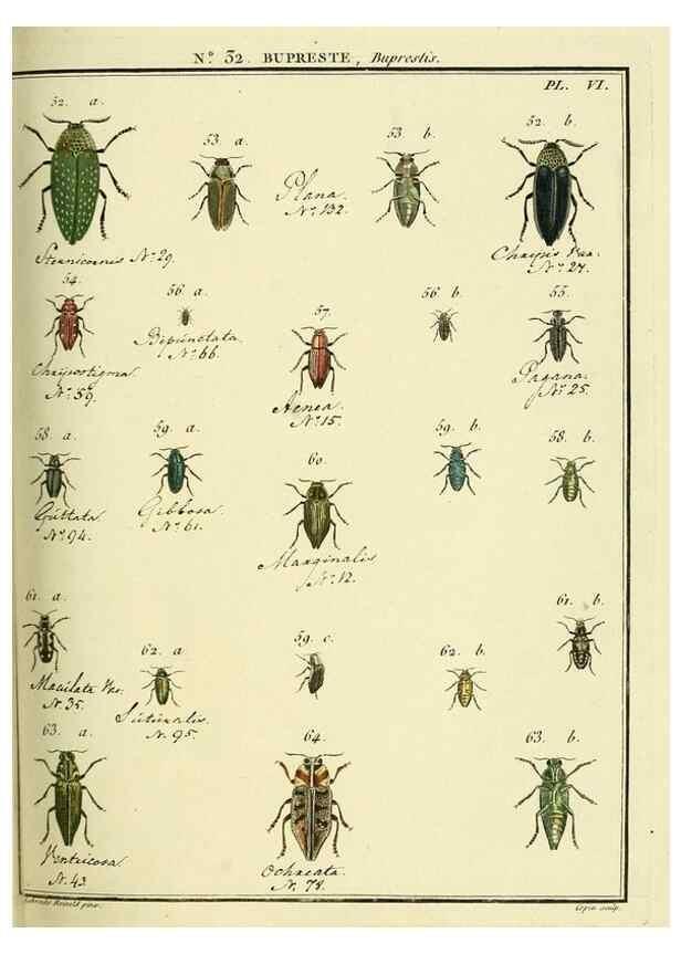 Reproducción/Reproduction 8112698272: Entomologie, ou, Histoire naturelle des insectes :. A Paris :De l'Imprimerie de Baudoin,1789-1808.