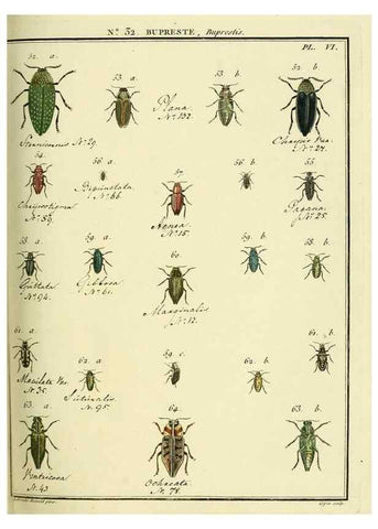 Reproducción/Reproduction 8112698272: Entomologie, ou, Histoire naturelle des insectes :. A Paris :De l'Imprimerie de Baudoin,1789-1808.