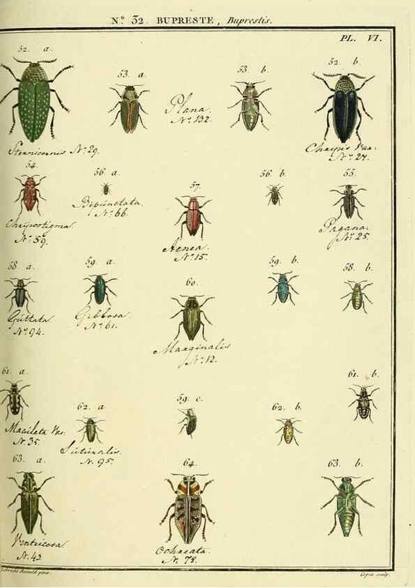Reproducción/Reproduction 8112698272: Entomologie, ou, Histoire naturelle des insectes :. A Paris :De l'Imprimerie de Baudoin,1789-1808.