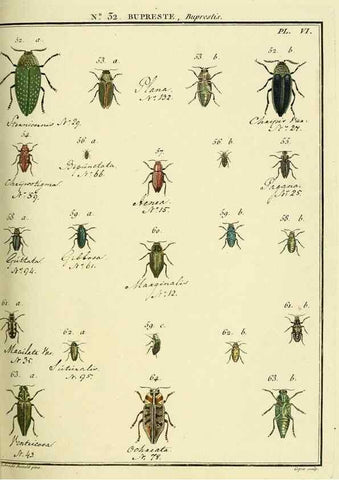 Reproducción/Reproduction 8112698272: Entomologie, ou, Histoire naturelle des insectes :. A Paris :De l'Imprimerie de Baudoin,1789-1808.