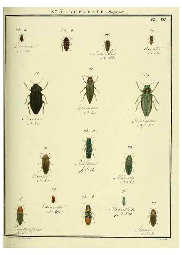Reproducción/Reproduction 8112698652: Entomologie, ou, Histoire naturelle des insectes :. A Paris :De l'Imprimerie de Baudoin,1789-1808.