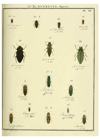 Reproducción/Reproduction 8112698652: Entomologie, ou, Histoire naturelle des insectes :. A Paris :De l'Imprimerie de Baudoin,1789-1808.