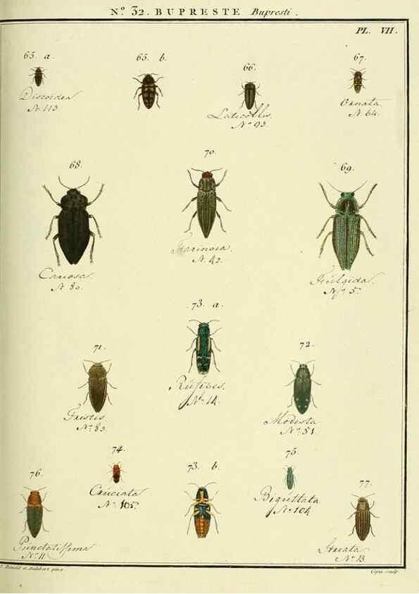 Reproducción/Reproduction 8112698652: Entomologie, ou, Histoire naturelle des insectes :. A Paris :De l'Imprimerie de Baudoin,1789-1808.