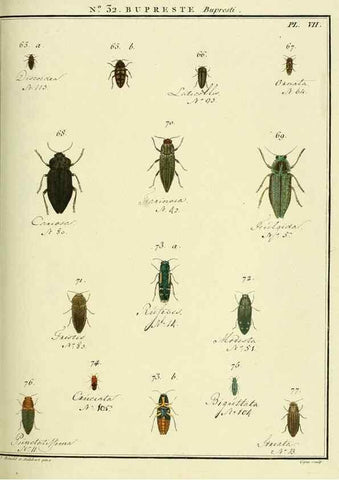 Reproducción/Reproduction 8112698652: Entomologie, ou, Histoire naturelle des insectes :. A Paris :De l'Imprimerie de Baudoin,1789-1808.