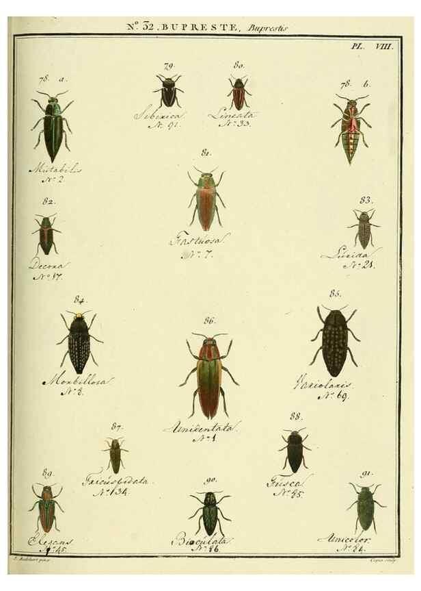 Reproducción/Reproduction 8112689891: Entomologie, ou, Histoire naturelle des insectes :. A Paris :De l'Imprimerie de Baudoin,1789-1808.