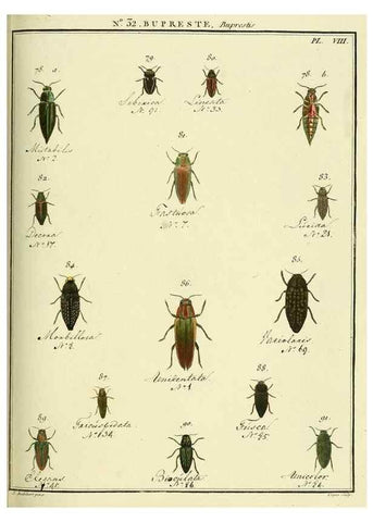 Reproducción/Reproduction 8112689891: Entomologie, ou, Histoire naturelle des insectes :. A Paris :De l'Imprimerie de Baudoin,1789-1808.
