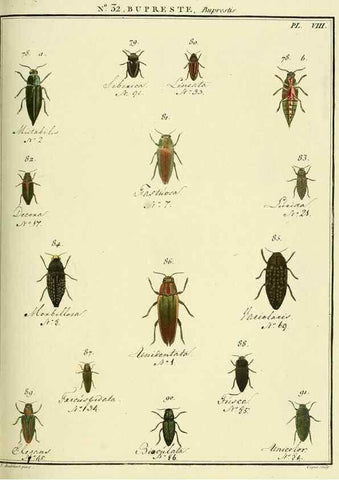 Reproducción/Reproduction 8112689891: Entomologie, ou, Histoire naturelle des insectes :. A Paris :De l'Imprimerie de Baudoin,1789-1808.