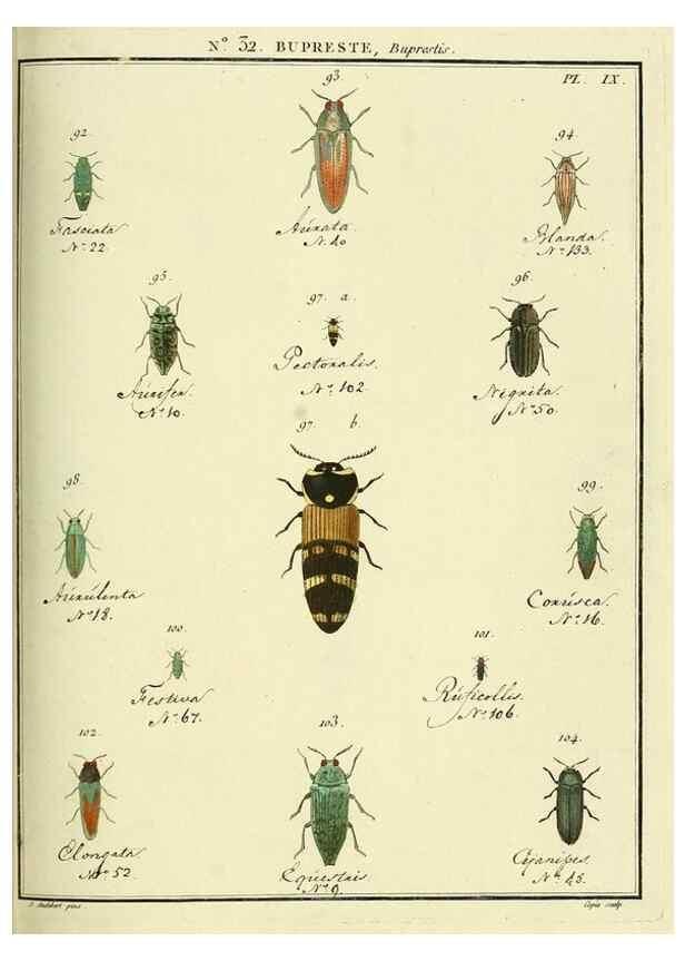 Reproducción/Reproduction 8112690251: Entomologie, ou, Histoire naturelle des insectes :. A Paris :De l'Imprimerie de Baudoin,1789-1808.