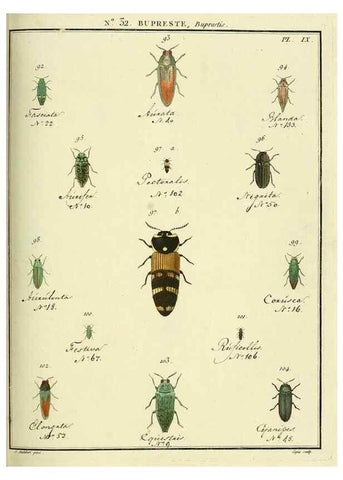 Reproducción/Reproduction 8112690251: Entomologie, ou, Histoire naturelle des insectes :. A Paris :De l'Imprimerie de Baudoin,1789-1808.