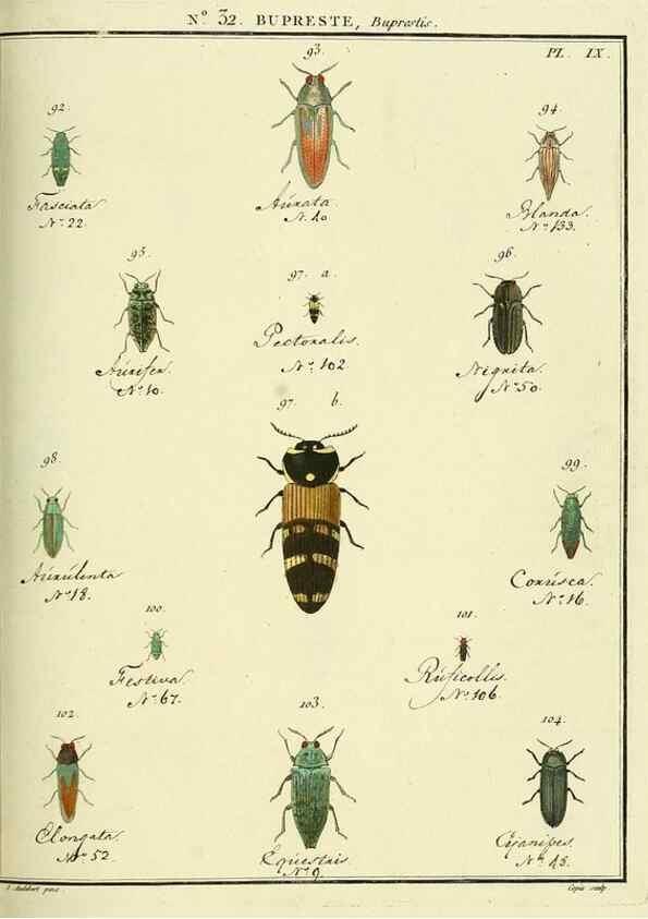 Reproducción/Reproduction 8112690251: Entomologie, ou, Histoire naturelle des insectes :. A Paris :De l'Imprimerie de Baudoin,1789-1808.