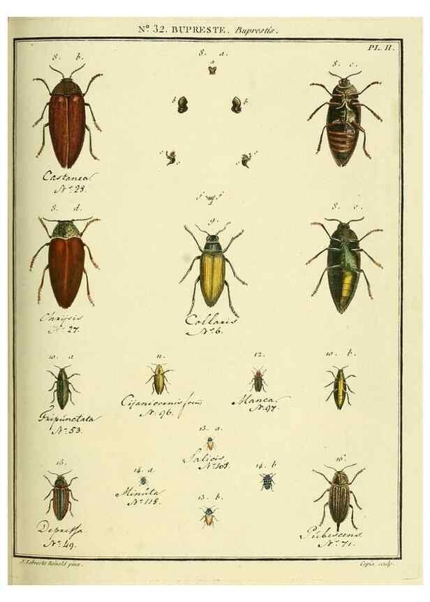 Reproducción/Reproduction 8112696618: Entomologie, ou, Histoire naturelle des insectes :. A Paris :De l'Imprimerie de Baudoin,1789-1808.