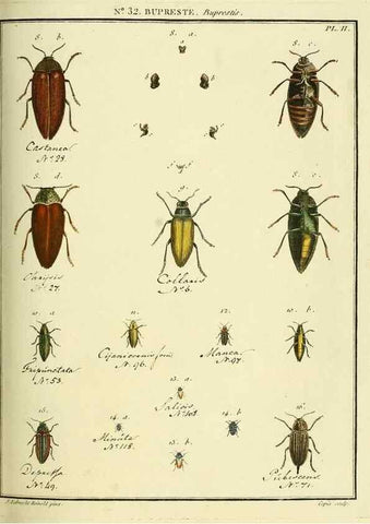 Reproducción/Reproduction 8112696618: Entomologie, ou, Histoire naturelle des insectes :. A Paris :De l'Imprimerie de Baudoin,1789-1808.