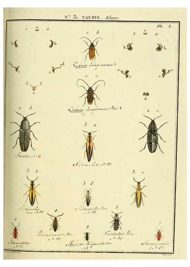 Reproducción/Reproduction 8112683217: Entomologie, ou, Histoire naturelle des insectes :. A Paris :De l'Imprimerie de Baudoin,1789-1808.