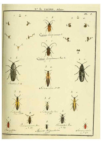 Reproducción/Reproduction 8112683217: Entomologie, ou, Histoire naturelle des insectes :. A Paris :De l'Imprimerie de Baudoin,1789-1808.