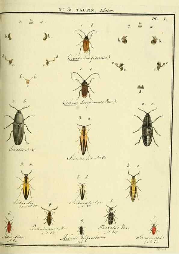 Reproducción/Reproduction 8112683217: Entomologie, ou, Histoire naturelle des insectes :. A Paris :De l'Imprimerie de Baudoin,1789-1808.