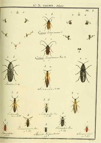 Reproducción/Reproduction 8112683217: Entomologie, ou, Histoire naturelle des insectes :. A Paris :De l'Imprimerie de Baudoin,1789-1808.