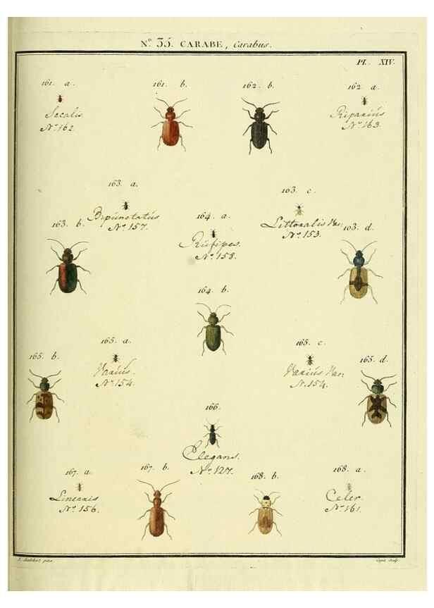 Reproducción/Reproduction 8112699493: Entomologie, ou, Histoire naturelle des insectes :. A Paris :De l'Imprimerie de Baudoin,1789-1808.