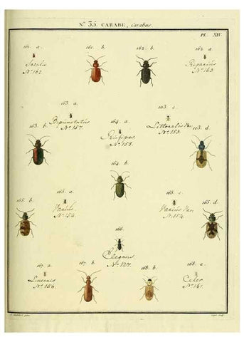 Reproducción/Reproduction 8112699493: Entomologie, ou, Histoire naturelle des insectes :. A Paris :De l'Imprimerie de Baudoin,1789-1808.