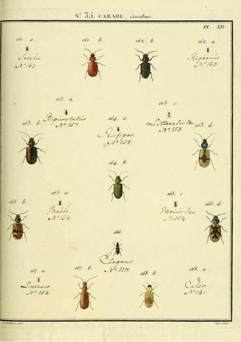 Reproducción/Reproduction 8112699493: Entomologie, ou, Histoire naturelle des insectes :. A Paris :De l'Imprimerie de Baudoin,1789-1808.