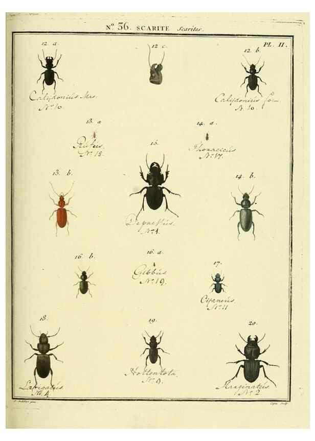 Reproducción/Reproduction 8112700533: Entomologie, ou, Histoire naturelle des insectes :. A Paris :De l'Imprimerie de Baudoin,1789-1808.