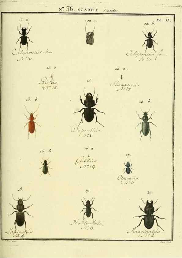Reproducción/Reproduction 8112700533: Entomologie, ou, Histoire naturelle des insectes :. A Paris :De l'Imprimerie de Baudoin,1789-1808.