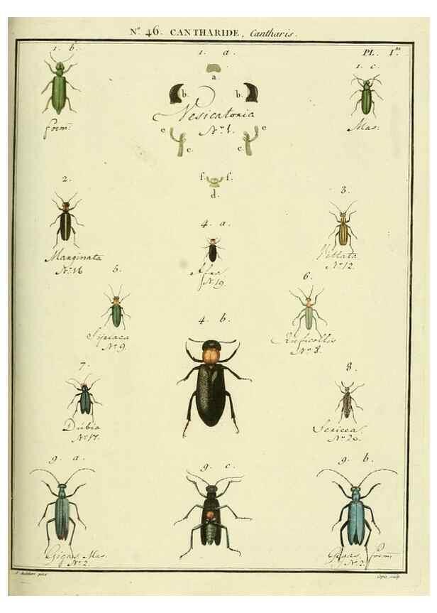 Reproducción/Reproduction 8112719600: Entomologie, ou, Histoire naturelle des insectes :. A Paris :De l'Imprimerie de Baudoin,1789-1808.