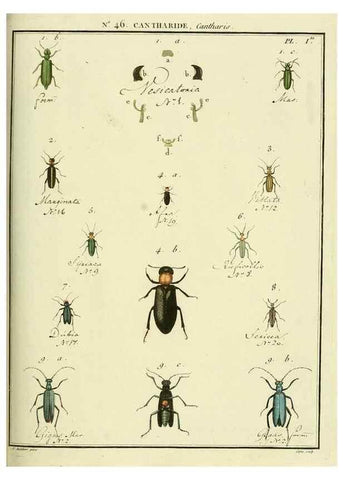 Reproducción/Reproduction 8112719600: Entomologie, ou, Histoire naturelle des insectes :. A Paris :De l'Imprimerie de Baudoin,1789-1808.