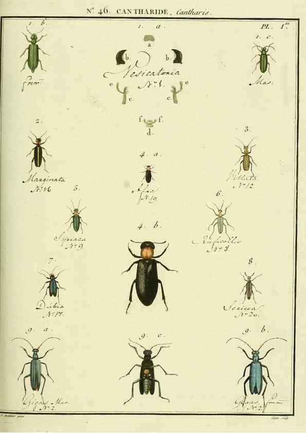 Reproducción/Reproduction 8112719600: Entomologie, ou, Histoire naturelle des insectes :. A Paris :De l'Imprimerie de Baudoin,1789-1808.